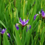 Iris versicolor (Blue Flag Iris)